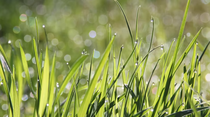 Gras © Pixabay / Salyasin